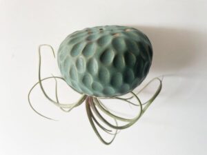 Turquoise Air Plant Jellyfish