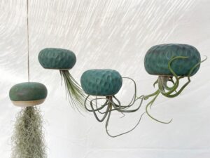 Turquoise Air Plant Jellyfish